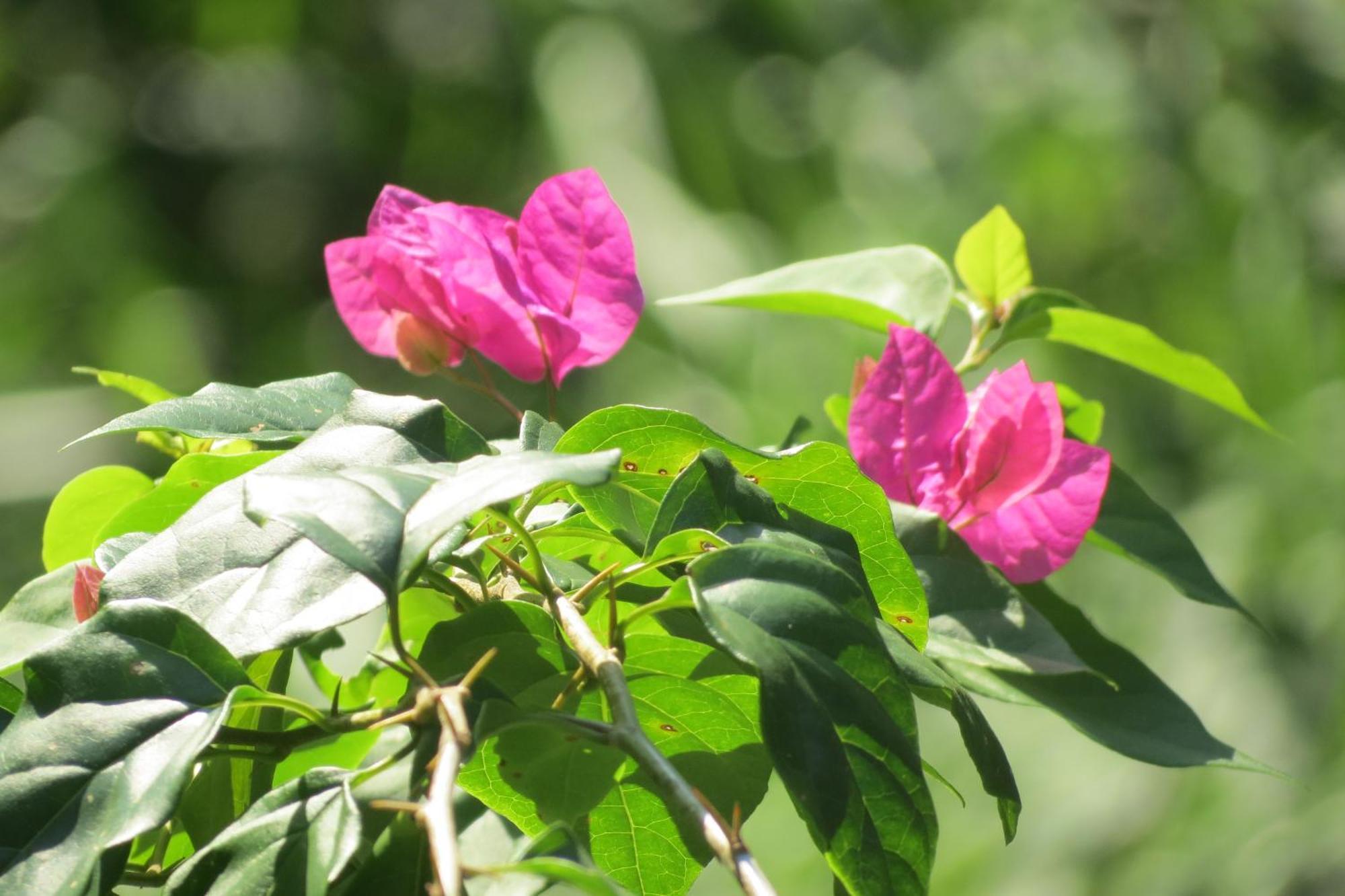 Vocare Finca Agroecologica Upala 外观 照片