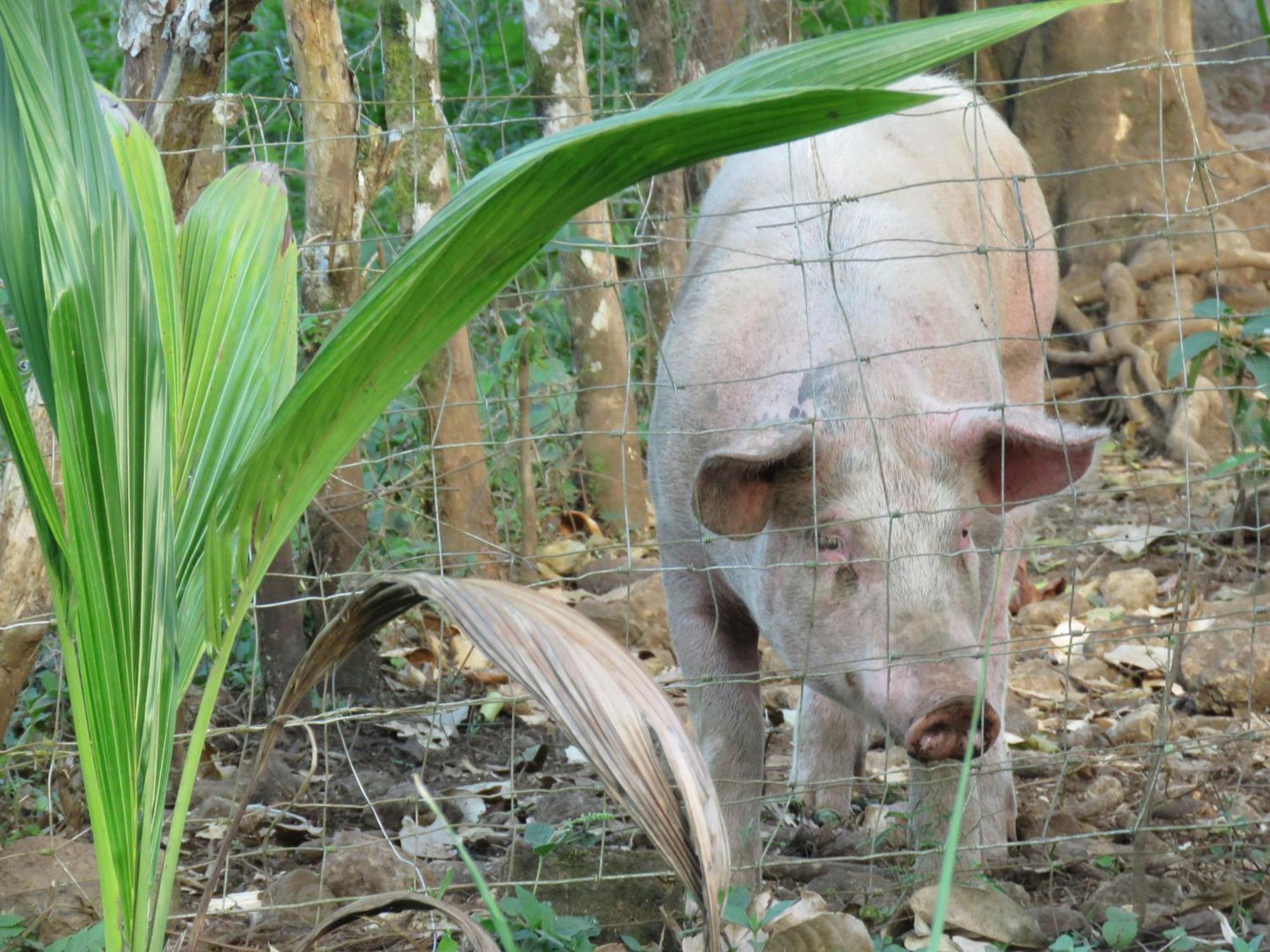 Vocare Finca Agroecologica Upala 外观 照片