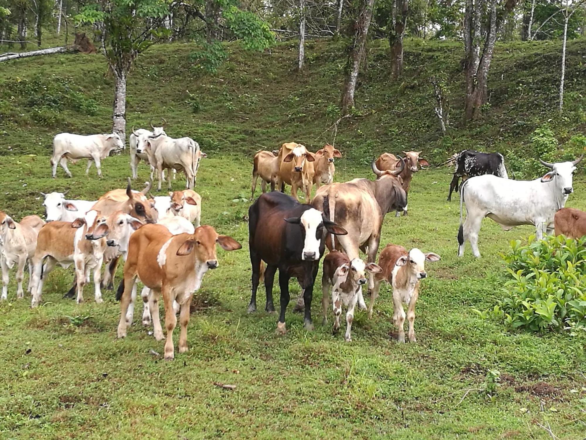 Vocare Finca Agroecologica Upala 外观 照片