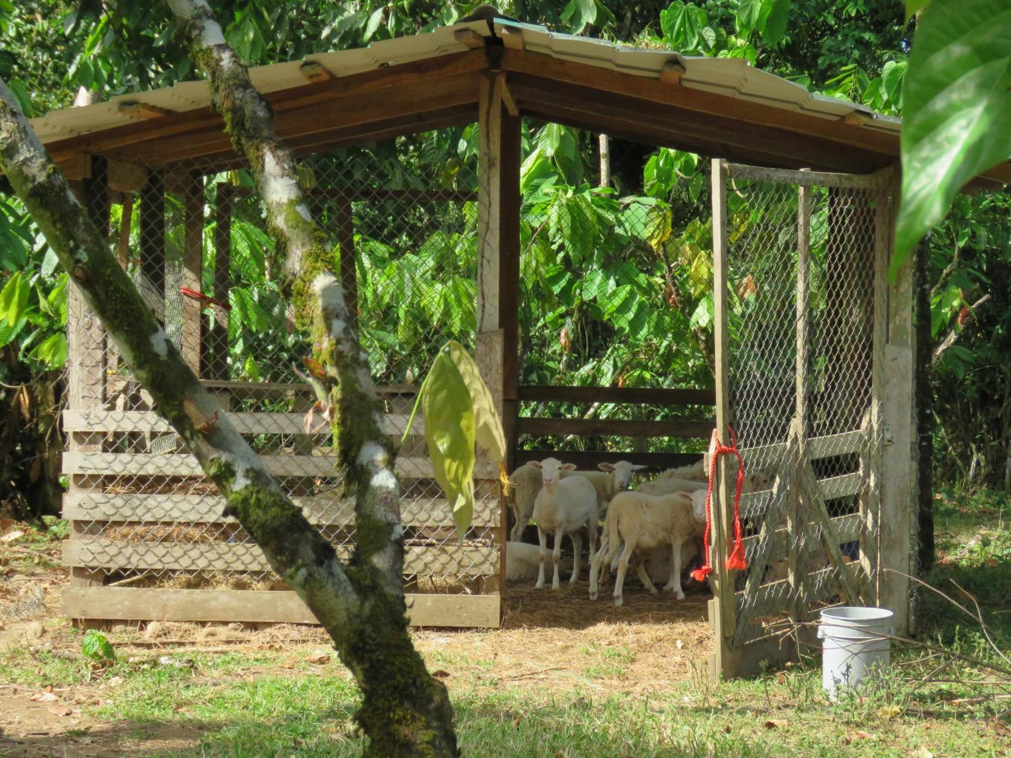 Vocare Finca Agroecologica Upala 外观 照片